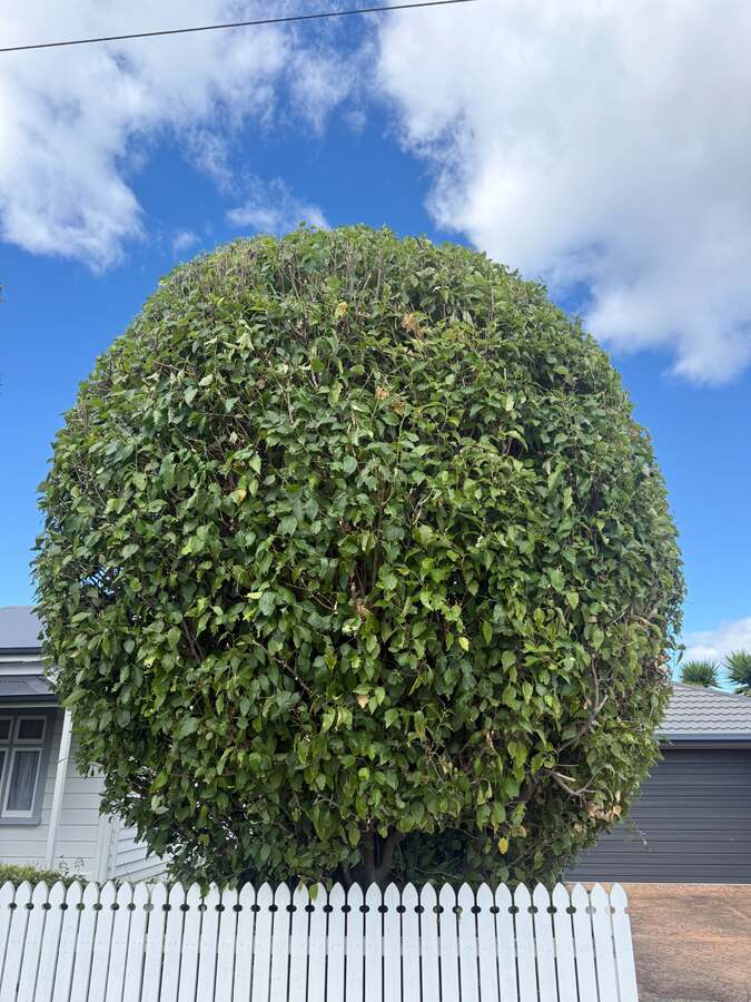 Topiary ball shaping and hedge sculpting