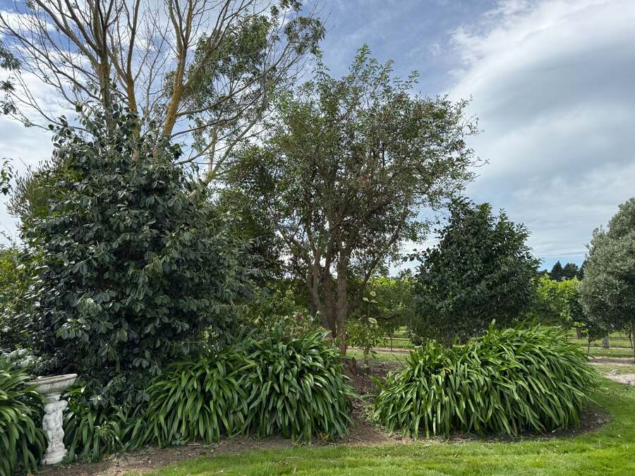 Garden and tree pruning care Marlborough