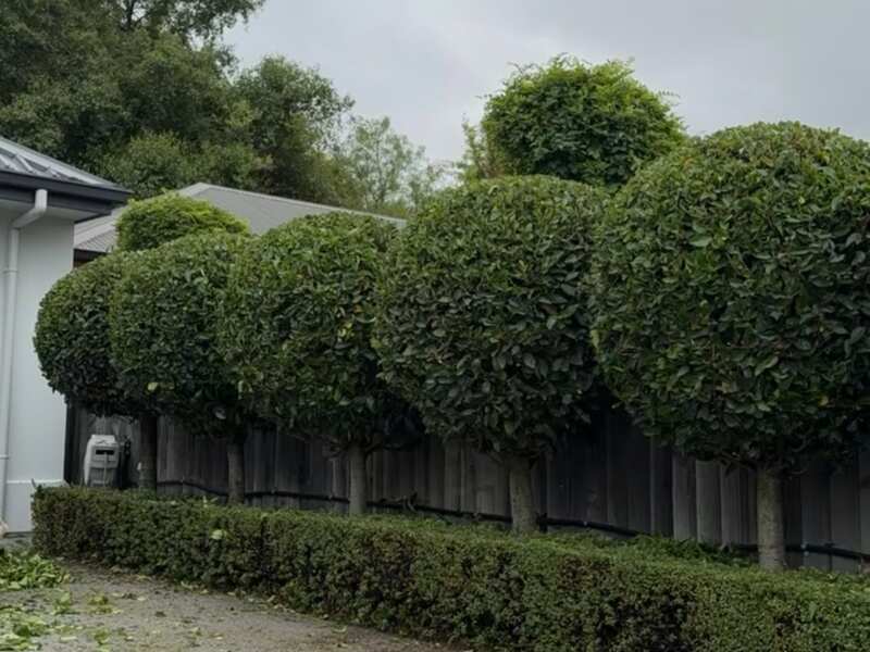 Topiary ball shaping Blenheim